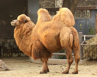 Difference From 1 Hump Camel To 2 Hump / Camels' humps and their other