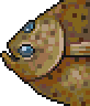 Flounder portrait.png