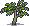 Finger lime sapling.png