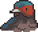 Cave swallow portrait.png