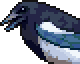 Magpie portrait.png