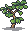 Ginkgo sapling.png