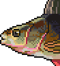 Perch portrait.png