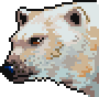 Polar bear portrait anim.gif