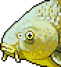 Carp portrait.png