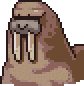 Walrus portrait anim.gif