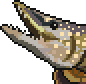 Pike portrait.png