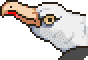 Albatross portrait anim.gif