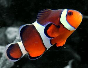 Clownfish - Dwarf Fortress Wiki