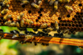 Beekeeping preview.png