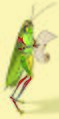 Grasshopper Man with Scroll.jpg
