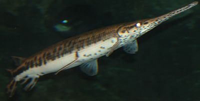 DF2014:Longnose gar - Dwarf Fortress Wiki